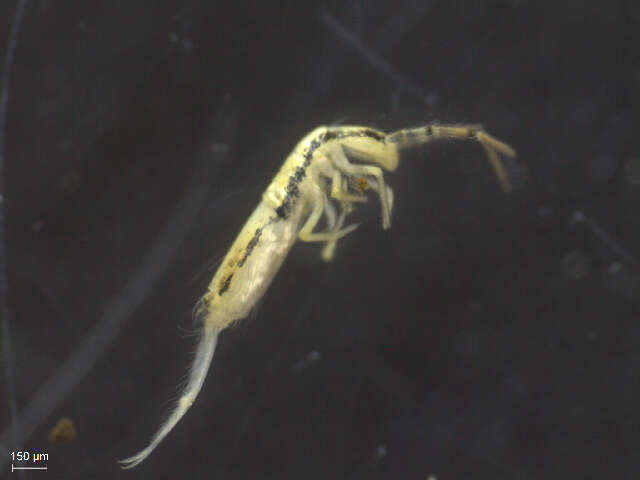 Image of Elongate-bodied Springtails