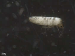 Image of Elongate-bodied Springtails