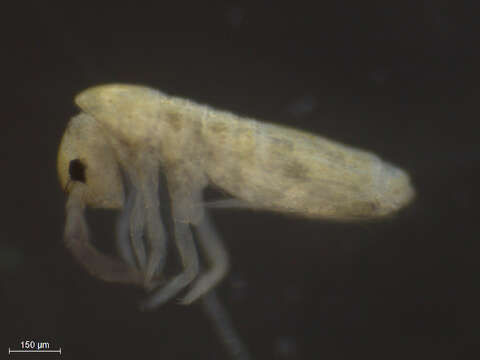 Image of Elongate-bodied Springtails