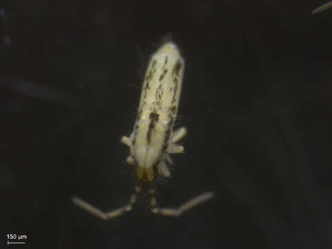 Image of Elongate-bodied Springtails