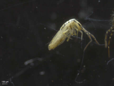 Image of Elongate-bodied Springtails