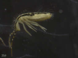 Image of Elongate-bodied Springtails