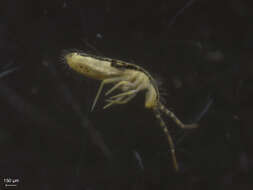 Image of Elongate-bodied Springtails