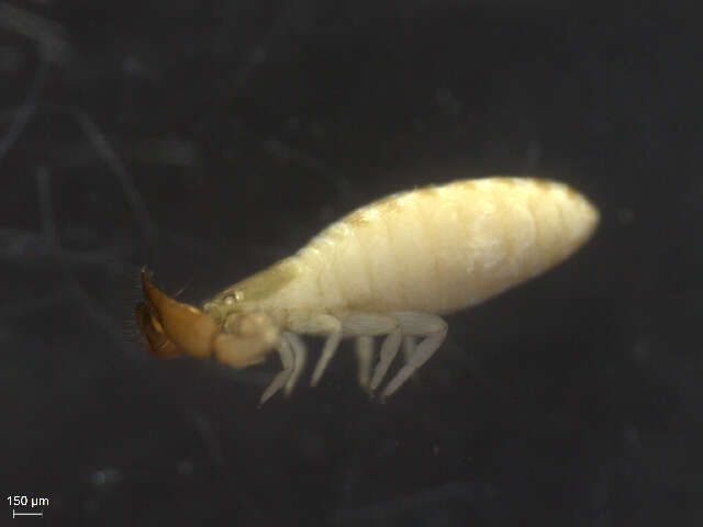 Image of pseudoscorpions