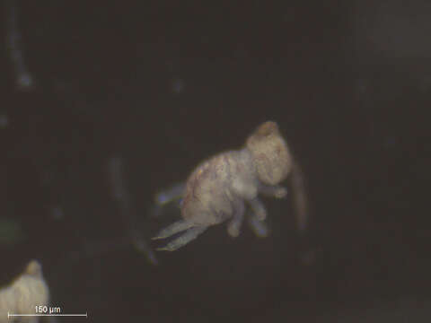 Image of Globular Springtails