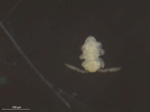 Image of Globular Springtails