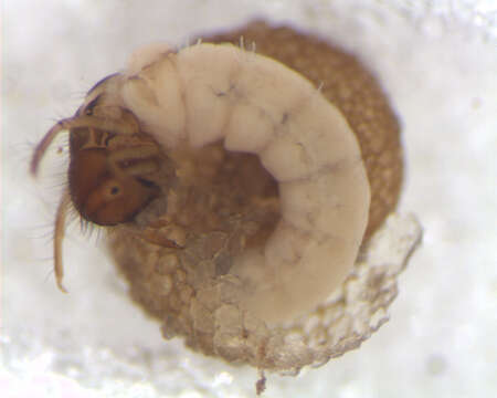 Image of snail-case caddisflies