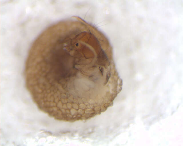 Image of snail-case caddisflies