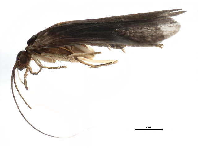 Image of Smicridea (Smicridea) paranensis Flint 1983