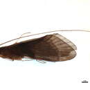 Image de Phylloicus angustior Ulmer 1905