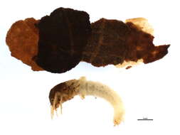 Image of Calamoceratidae