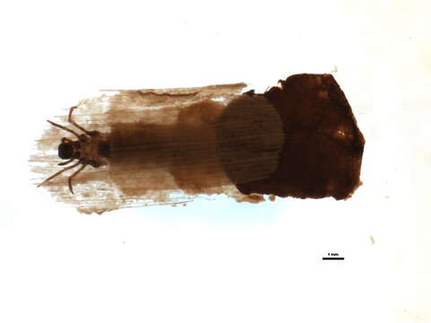 Imagem de Phylloicus angustior Ulmer 1905