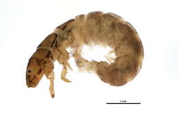 Image of Smicridea (Rhyacophylax) weidneri Flint 1972