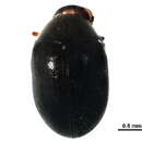 Image of Dorcatominae