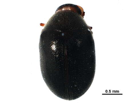 Image of Biota