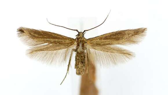 Image of Coleophora obscuripalpella Kanerva 1941