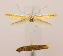 Image of Coleophora chrysanthemi Hofmann 1869