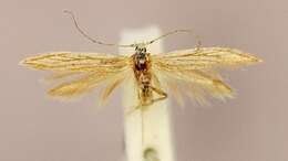 Coleophora obtectella Zeller 1849的圖片