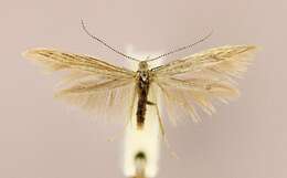 صورة <i>Coleophora otidipennella</i>