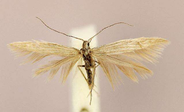 صورة <i>Coleophora otidipennella</i>