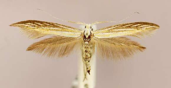 Image of Coleophora ornatipennella Hübner 1796