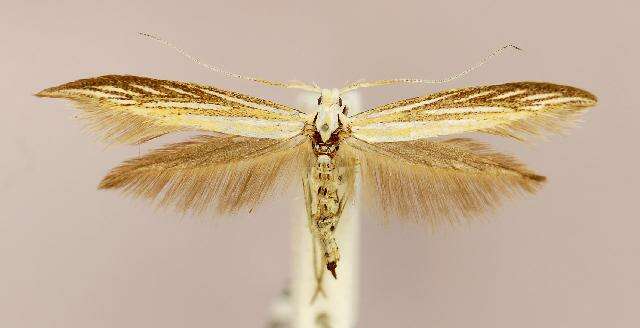 Image of Coleophora ornatipennella Hübner 1796