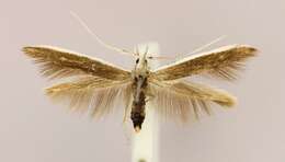 صورة <i>Coleophora albella</i>