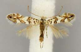 Phyllonorycter acerifoliella (Zeller 1839) resmi