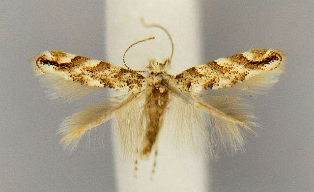 Image of Winter Poplar Midget