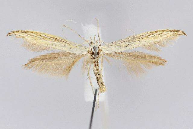 Image of Coleophora nevadella Baldizzone 1985