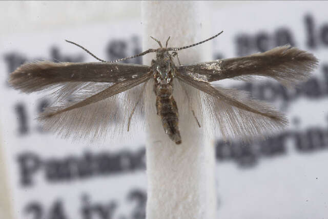 Imagem de Coleophora crepidinella Zeller 1847