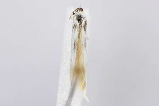 Image of <i>Coleophora pennella</i>