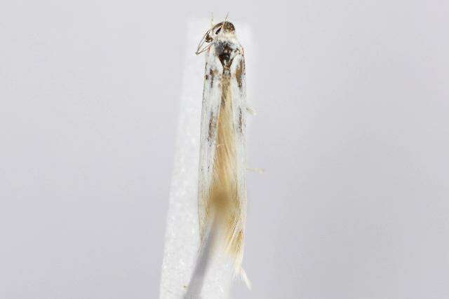 Image of <i>Coleophora pennella</i>