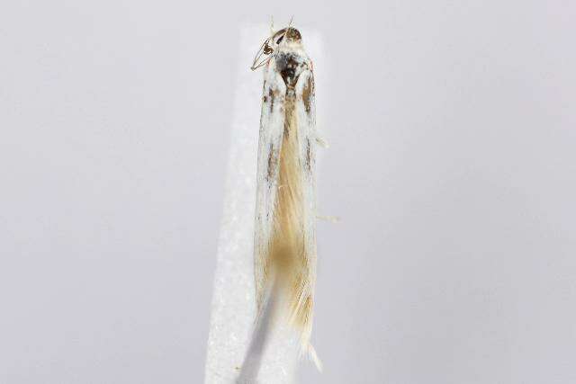 Imagem de <i>Coleophora pennella</i>