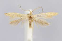 Image de Coleophora flavipennella Duponchel 1843