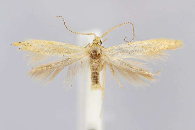 Image de Coleophora flavipennella Duponchel 1843