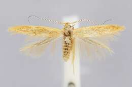 Image de Coleophora flavipennella Duponchel 1843