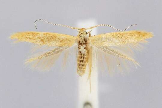 Image de Coleophora flavipennella Duponchel 1843