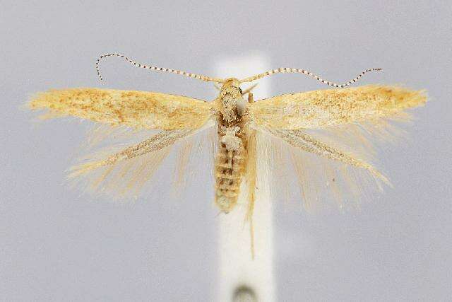 Image de Coleophora flavipennella Duponchel 1843