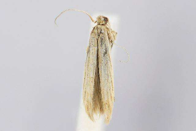 Image of Coleophora versurella Zeller