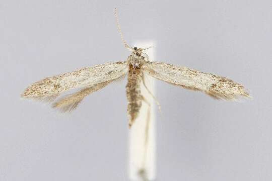 Image of grey fruit-tree case moth