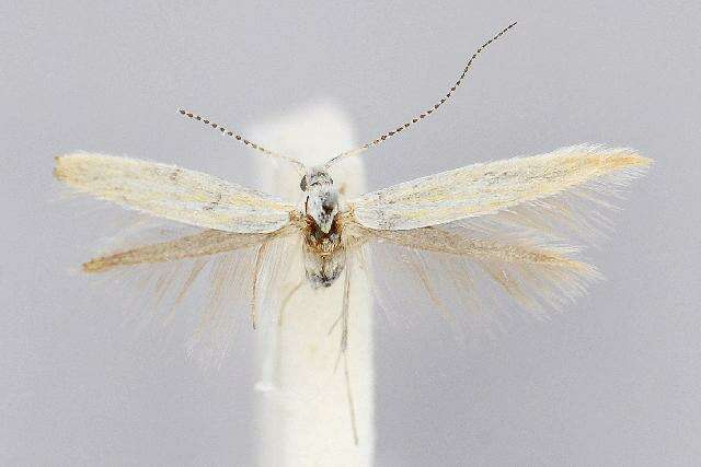 Image of Coleophora congeriella Staudinger 1859