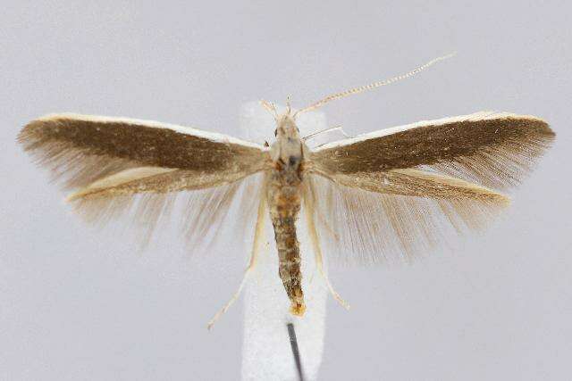 صورة <i>Coleophora albella</i>