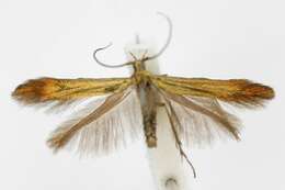 Image of <i>Coleophora alcyonipennella</i>