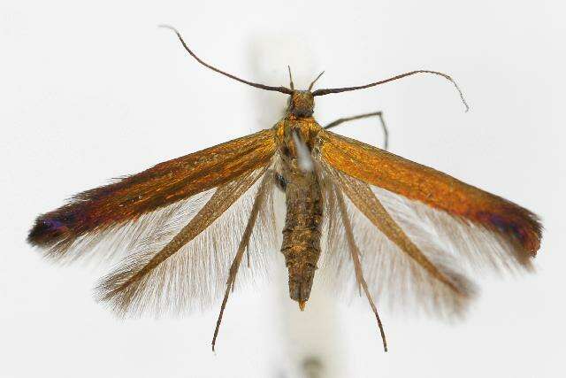 Image of <i>Coleophora alcyonipennella</i>