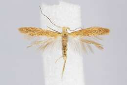 Imagem de Coleophora asthenella Constant 1893