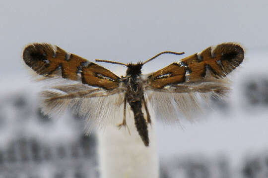 Image of Phyllonorycter lautella (Zeller 1846)