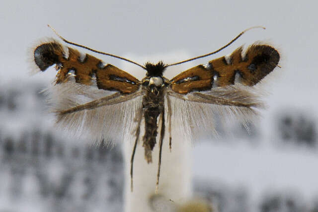 Image of Phyllonorycter lautella (Zeller 1846)