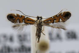 Image of Phyllonorycter lautella (Zeller 1846)