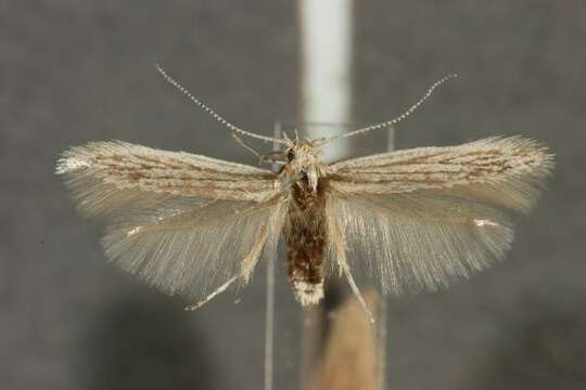 Coleophora aegyptiacae Walsingham 1907的圖片